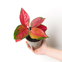 Aglaonema 'Red Star'