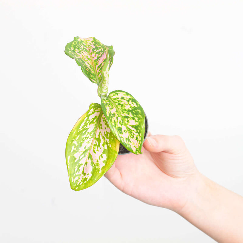 Aglaonema 'Red Valentine' Plants GrowTropicals