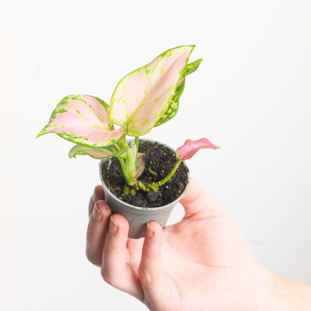 Aglaonema red store plant