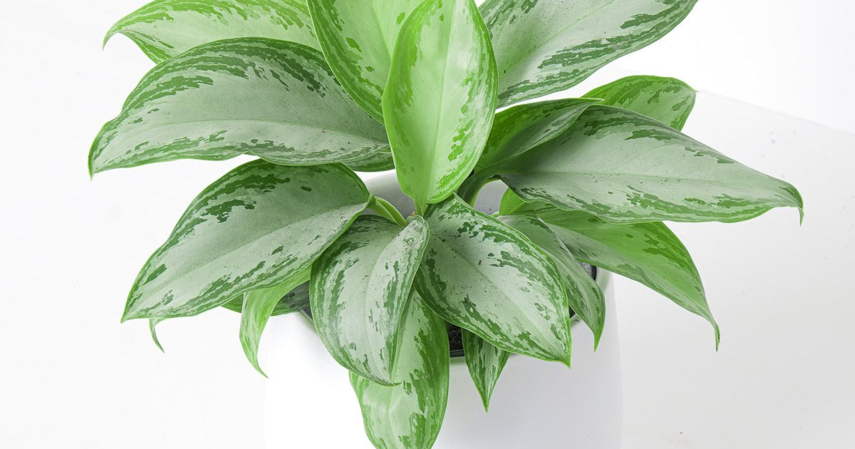 aglaonema silver bay benefits Aglaonema Silver Bay | Plants