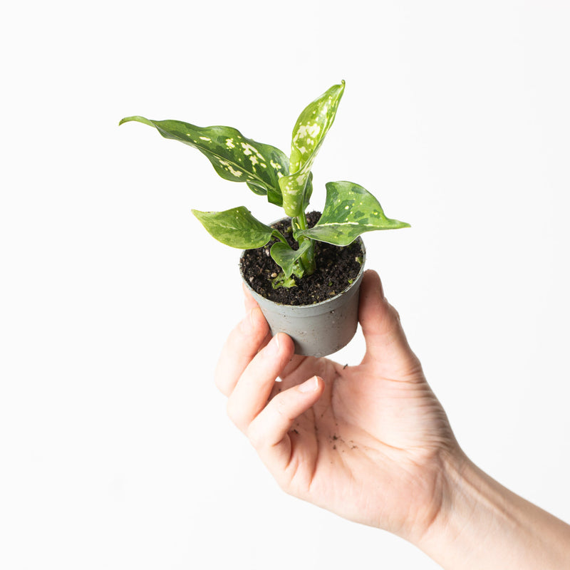 Aglaonema 'Snowflake' Plants GrowTropicals