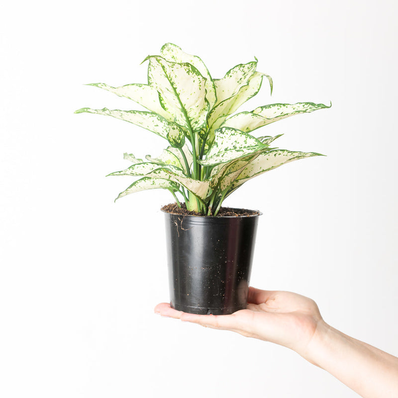 Aglaonema 'White Kiwi' — 12cm