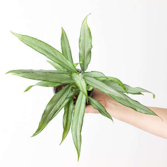 Aglaonema 'White Lance' Plants GrowTropicals