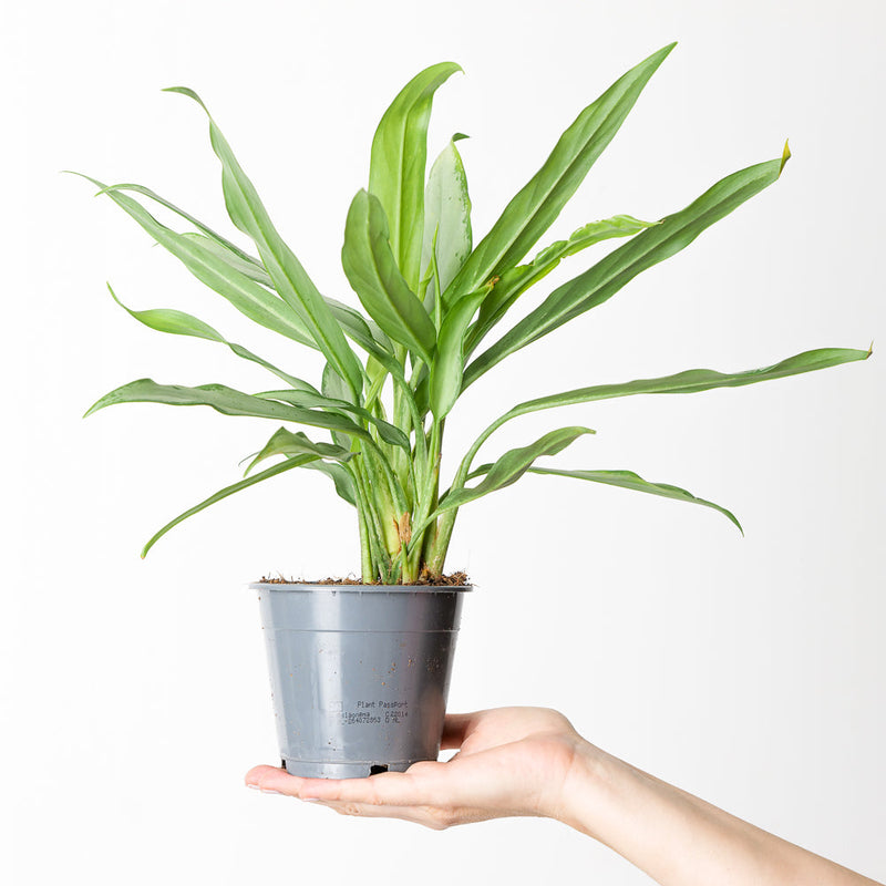 Aglaonema 'White Lance' — 12cm