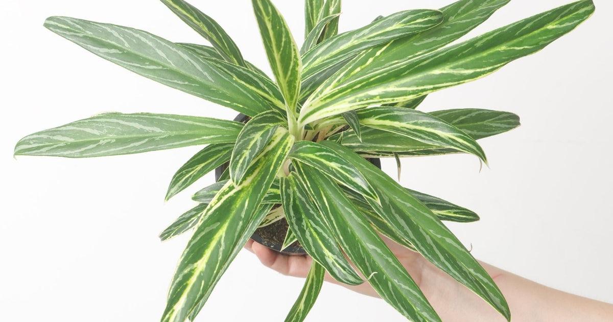 aglaonema feather stripes Aglaonema 'Zebra Feathers' | Plants