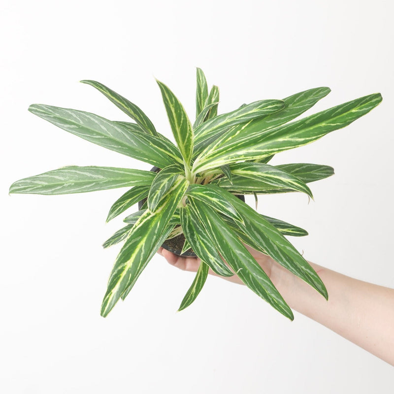 Aglaonema 'Zebra Feathers' Plants GrowTropicals