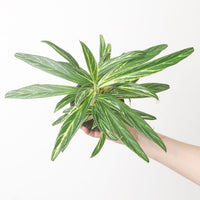 Aglaonema 'Zebra Feathers'