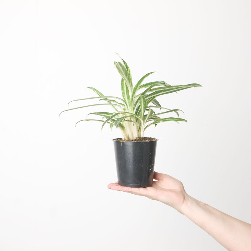 Aglaonema 'Zebra Feathers' — 12cm