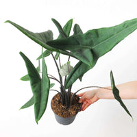 Alocasia acuta var. tigrina