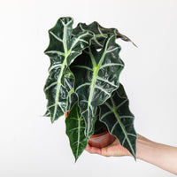 Alocasia 'Amazonica Dwarf'