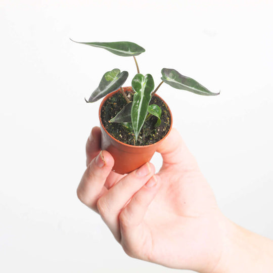 Alocasia 'Amazonica' 6cm Plants GrowTropicals