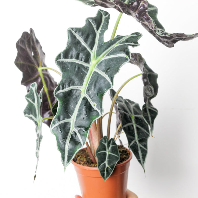 Alocasia 'Amazonica' 14cm Plants GrowTropicals