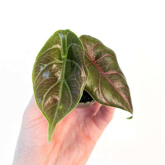 Alocasia azlanii 6cm Plants GrowTropicals