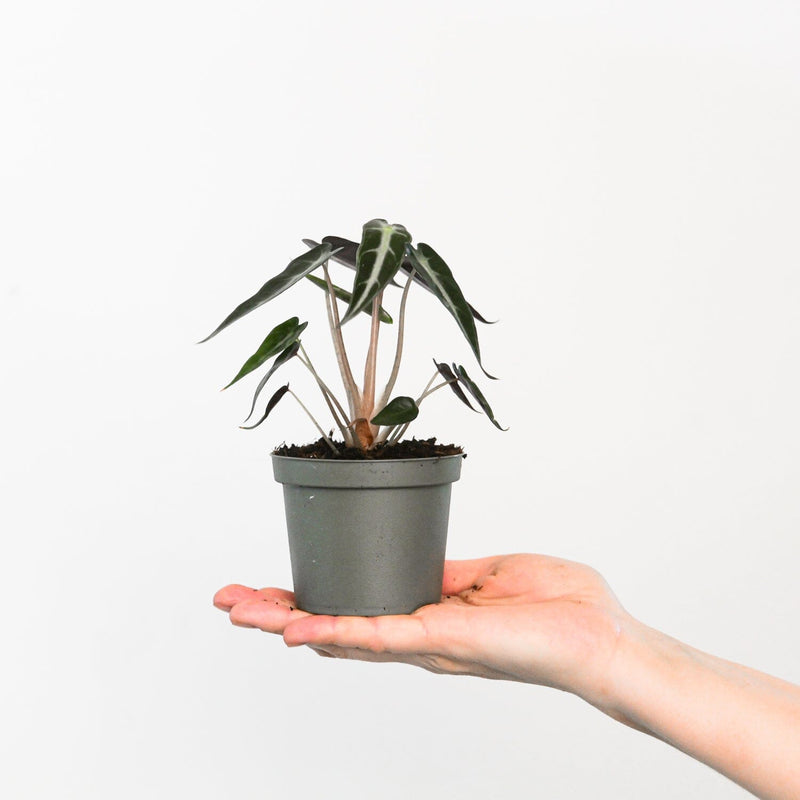 Alocasia 'Bambino' — 9cm