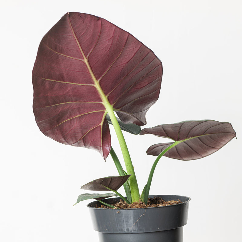Alocasia 'Bisma' Plants GrowTropicals