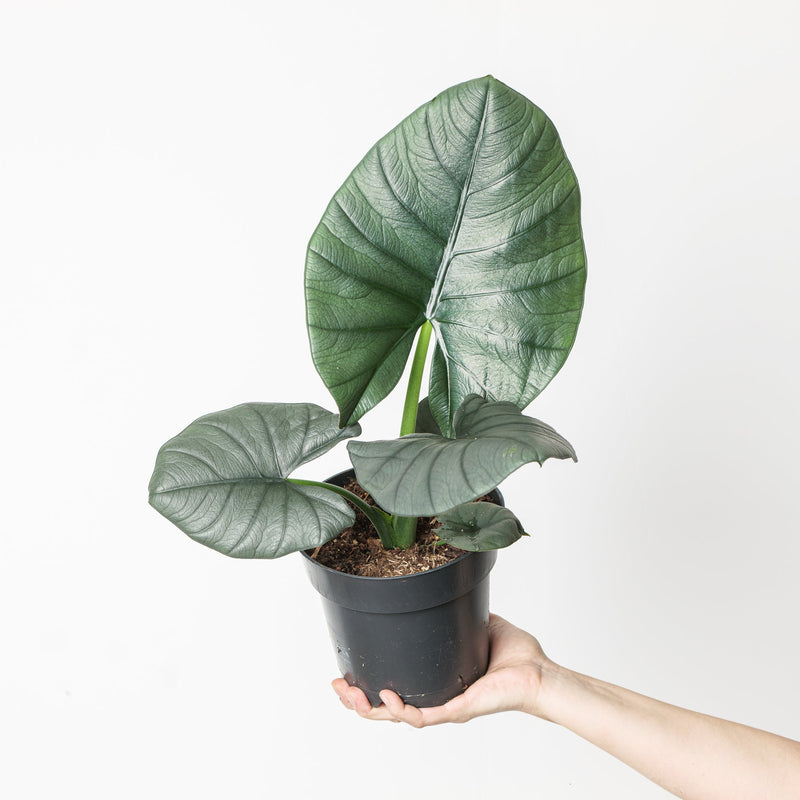 Alocasia 'Bisma' 17cm Plants GrowTropicals