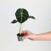 Alocasia 'Black Velvet'