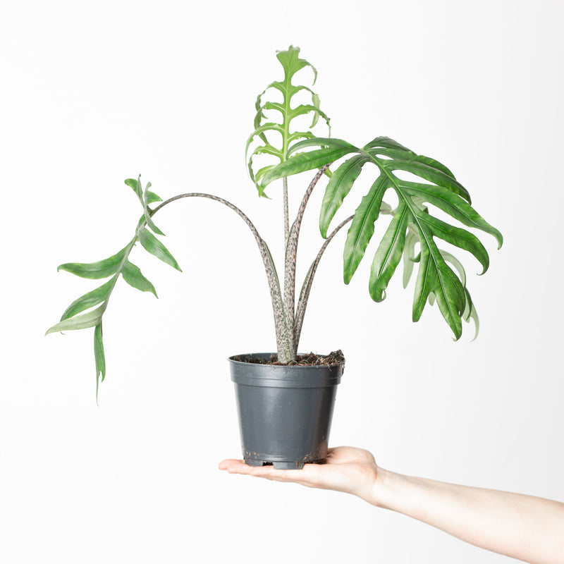 Alocasia brancifolia 'Pink Passion' 14cm Plants GrowTropicals