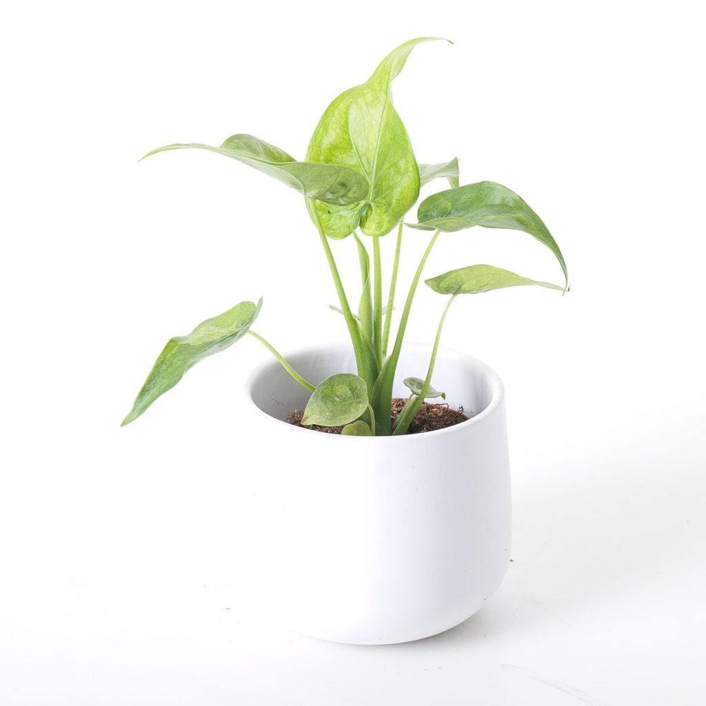 Alocasia Cucullata Variegated | Plants | GrowTropicals.com