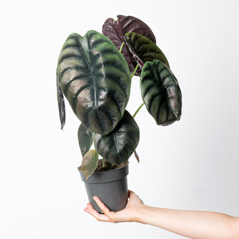Alocasia cuprea 'Red Secret' 11cm Plants GrowTropicals