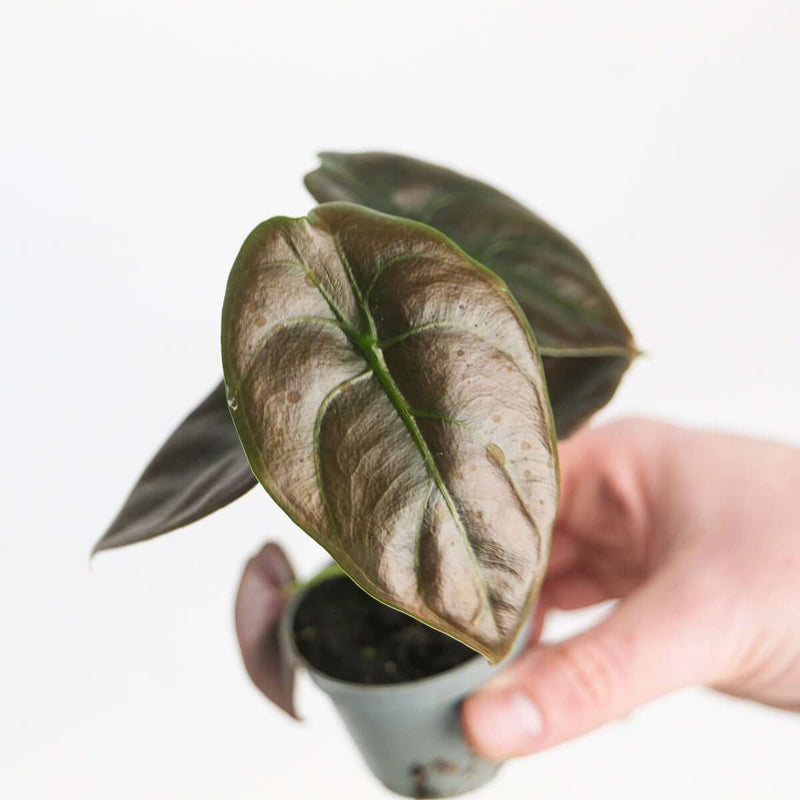 Alocasia cuprea 'Red Secret' — 6cm