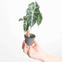 Alocasia 'Curly Bambino'