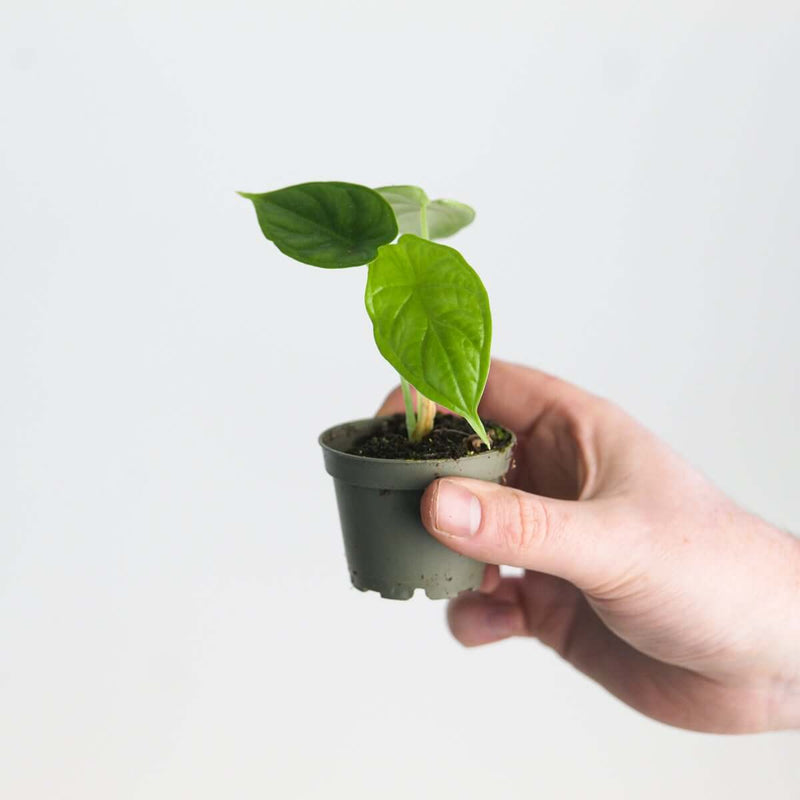 Alocasia 'Dragon Scale' Plants GrowTropicals