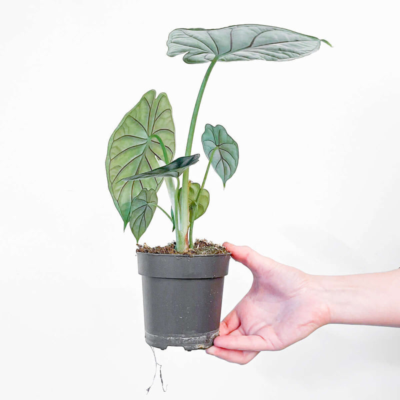 Alocasia 'Dragon Scale' Plants GrowTropicals