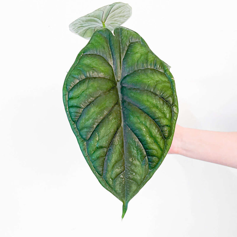 Alocasia 'Dragon Scale' Plants GrowTropicals