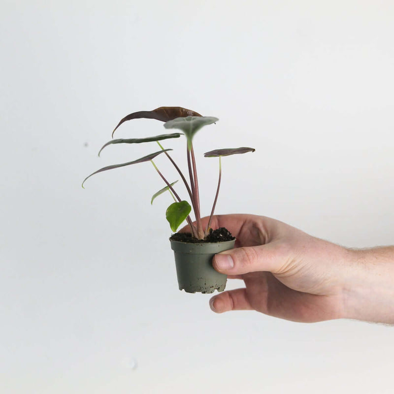 Alocasia longiloba 'Grandis' — 6cm
