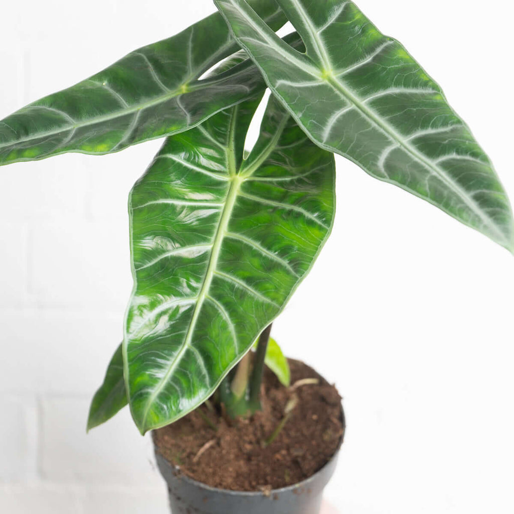 Alocasia longiloba | Plants | GrowTropicals.com
