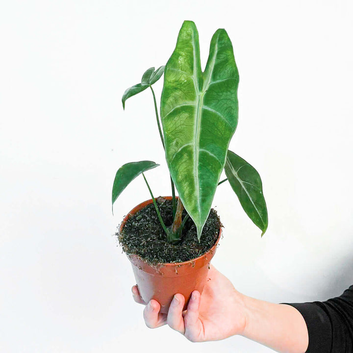 Alocasia longiloba Plants GrowTropicals