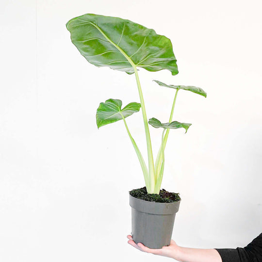 Alocasia macrorrhiza 'Lutea' Plants GrowTropicals