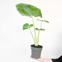 Alocasia macrorrhiza 'Lutea'