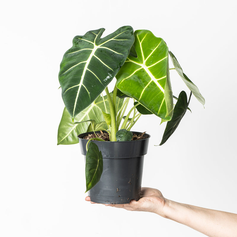 Alocasia 'Frydek' 17cm Plants GrowTropicals