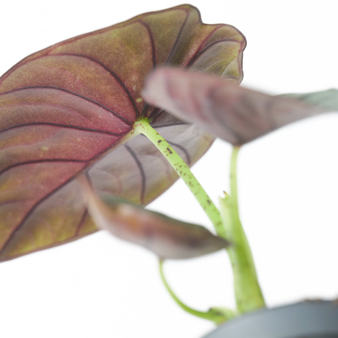 Alocasia 'Nebula Silver' Plants GrowTropicals