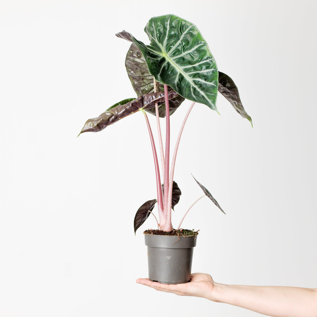 anthurium pink dragon Alocasia 'Pink dragon'