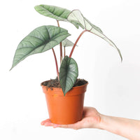 Alocasia 'Platinum'