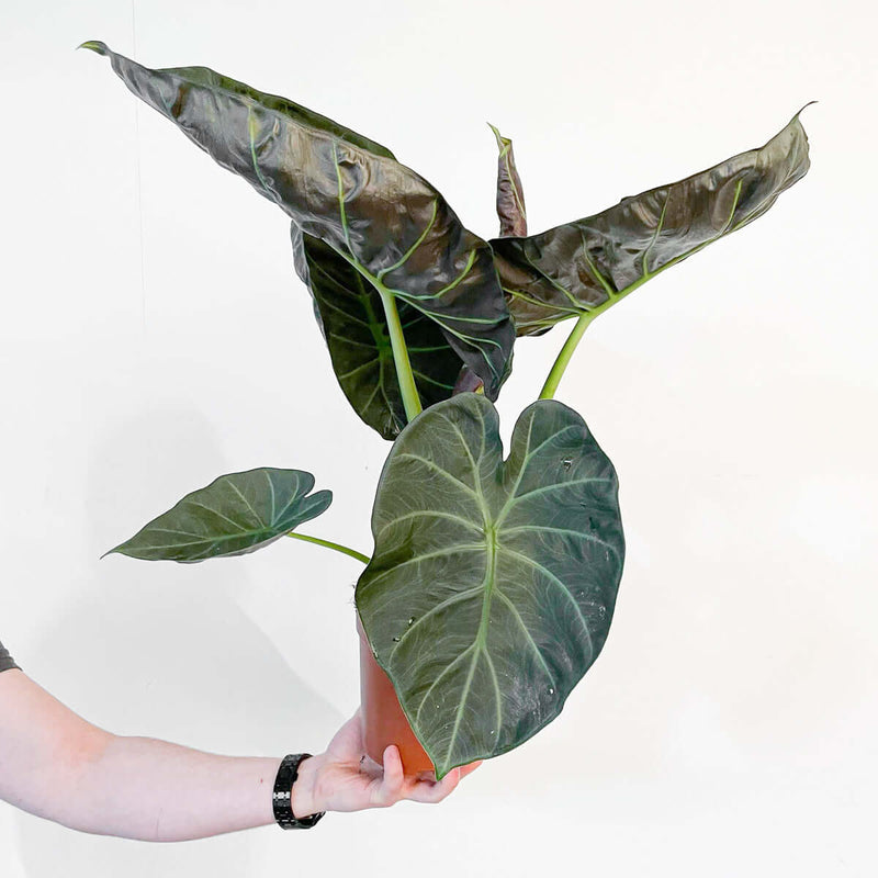 Alocasia 'Regal Shields' — 15cm