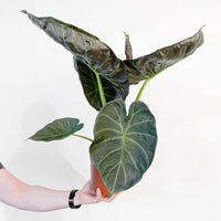 Alocasia 'Regal Shields'