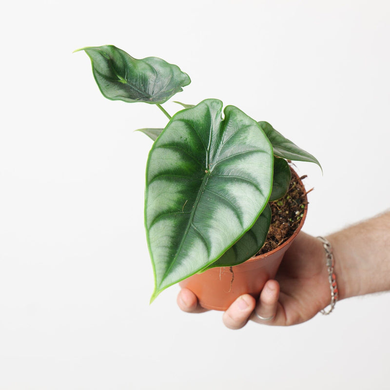 Alocasia 'Reversa' Plants GrowTropicals