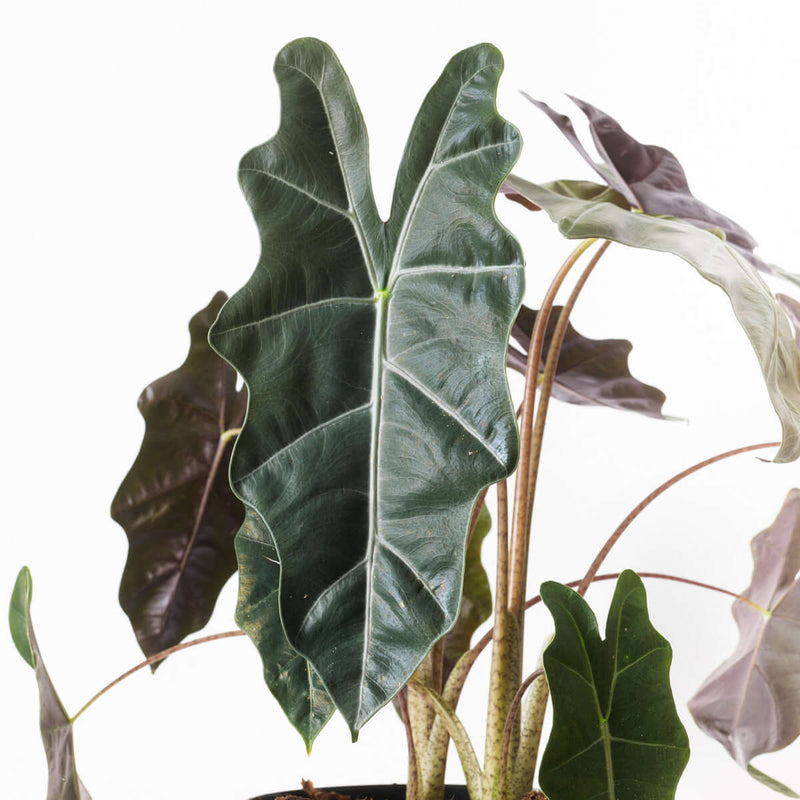 Alocasia sanderiana Plants GrowTropicals