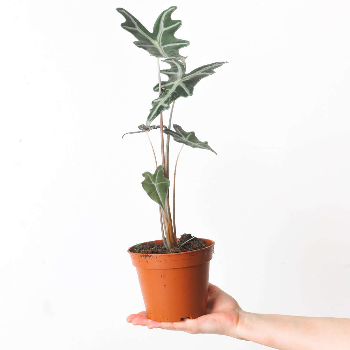 Y049「L」Alocasia sanderiana 'Nobilis'9&frasl;16輸入 ・台湾・アロイド
