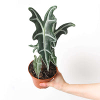 Alocasia sanderiana var. nobilis