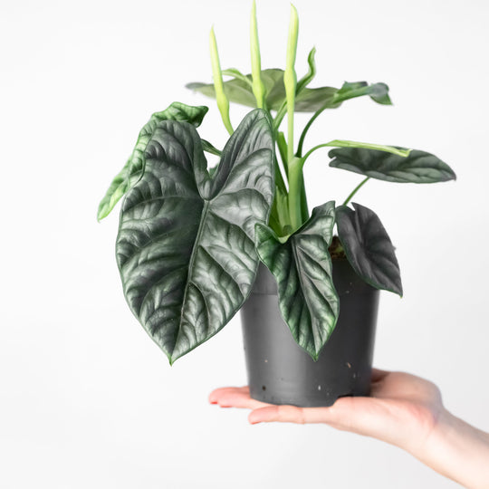 Alocasia sinuata 14cm Plants GrowTropicals