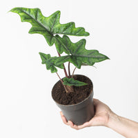 Alocasia sp. 'Jacklyn'