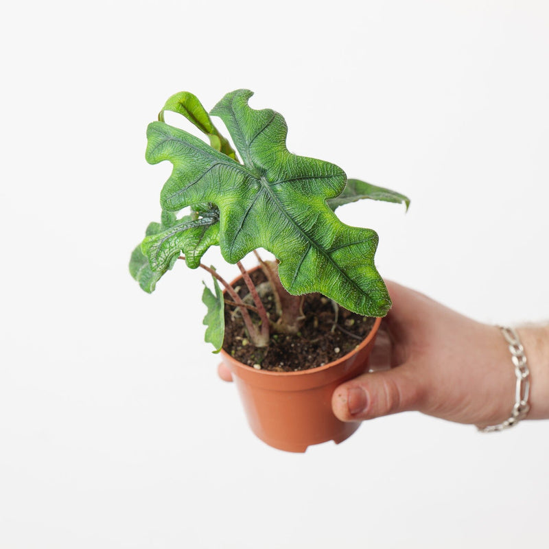 Alocasia sp. 'Jacklyn' — 9cm