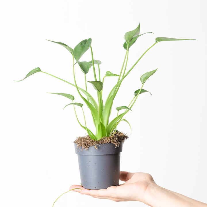 Alocasia 'Tiny Dancer' - GROW TROPICALS