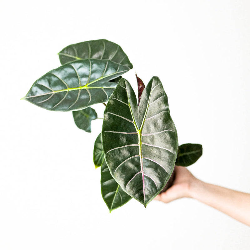 Alocasia watsoniana 'Purple' Plants GrowTropicals
