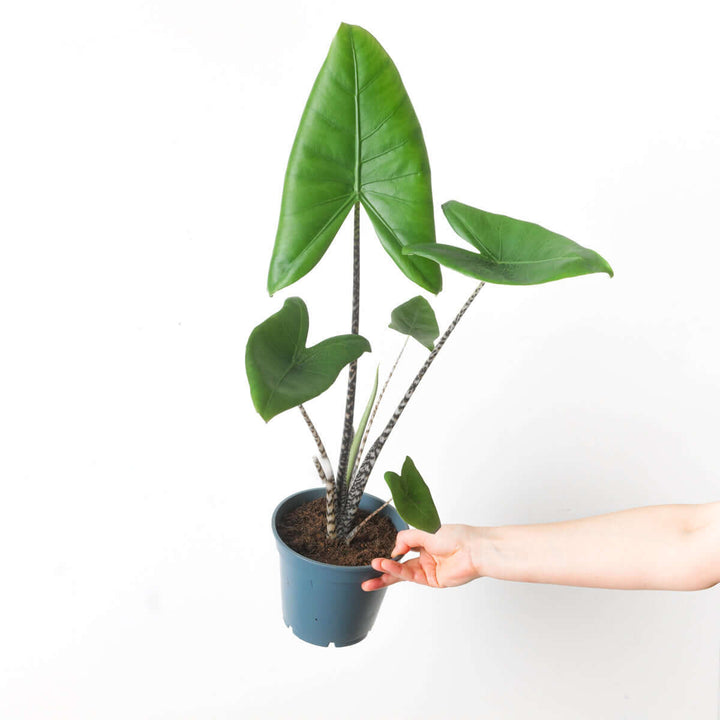 Alocasia Zebrina Plants GrowTropicals 17cm